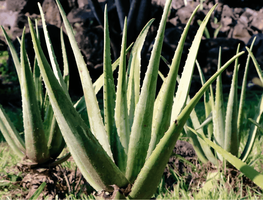 Aloe vera : l’élixir végétal
